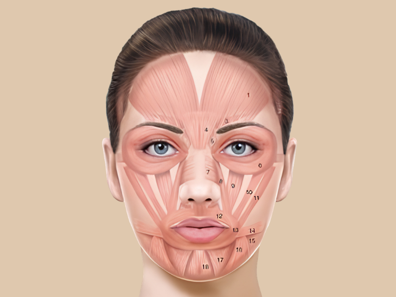 Anatomia da Face